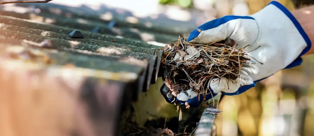 Gutter-Cleaning-hand-leaves-debris-500px Person wearing gloves removing leaves and debris from a gutter during gutter cleaning.