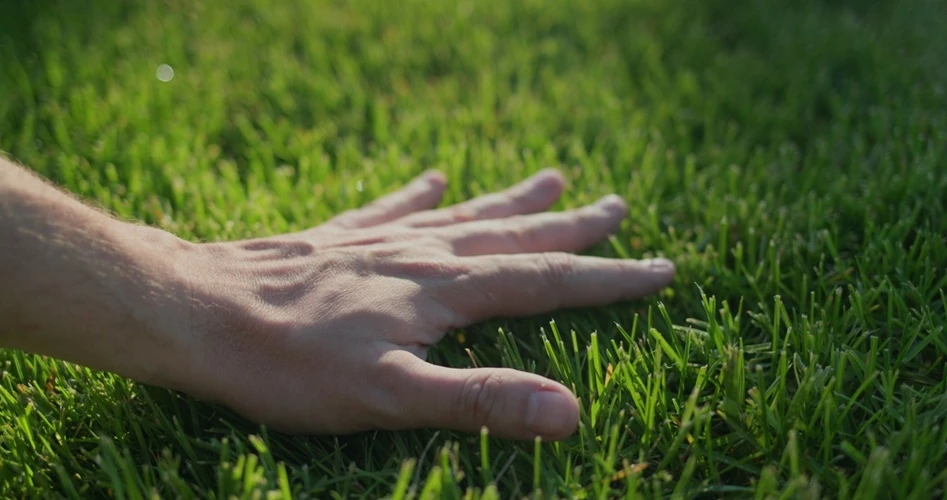 Hand-strokes-evenly-cut-grass-on-the-lawn-500px Hand gently touching thick, healthy green grass in a well-maintained lawn