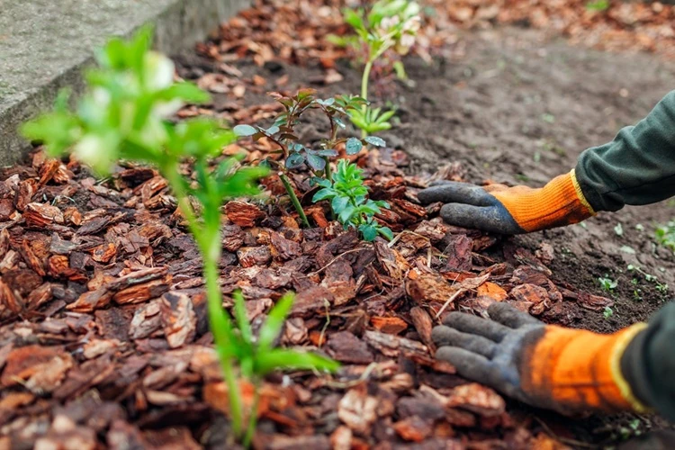 Lawnmax applying mulch around young plants in a garden bed while wearing gloves