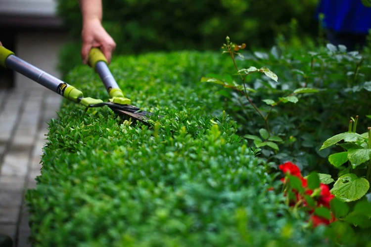 Lawnmax trimming green garden hedge with pruning shears for hedging and garden maintenance.