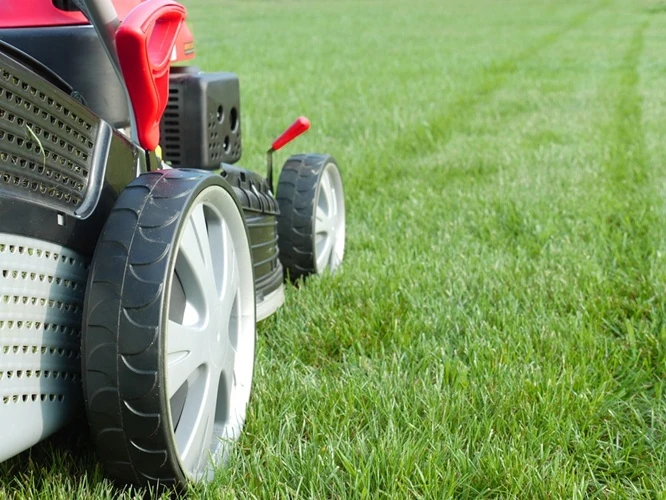 Close-up of a red and black lawn mower wheel cutting green grass