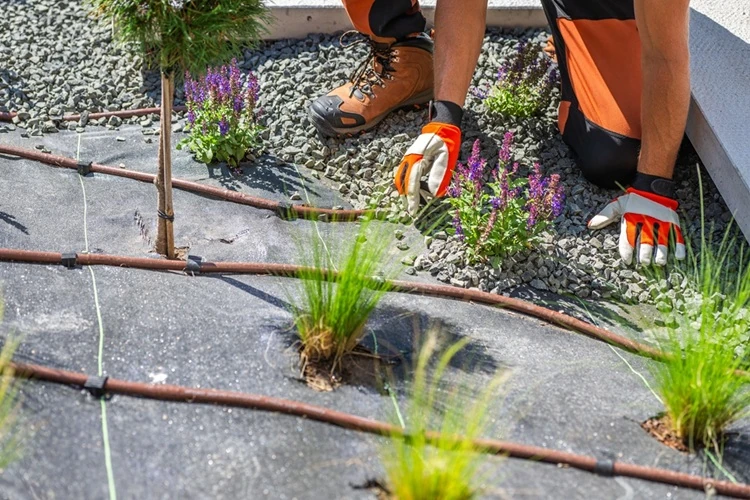 lawnmax-works-meticulously-gravel-landscape-Irrigation-500px Lawnmax installing drip irrigation system and planting flowers in a landscaped garden bed