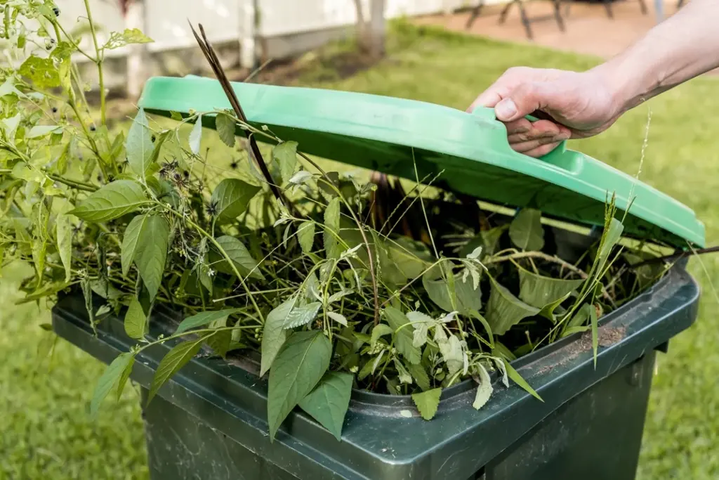 Person lifting green bin lid filled with garden waste and green plant debris for rubbish removal.