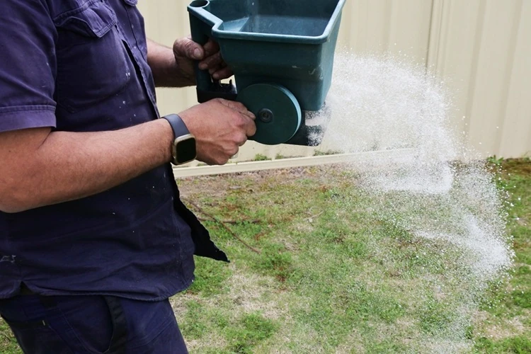 Lawnmax applying lawn fertiliser with a hand-held broadcast spreader over a patchy lawn