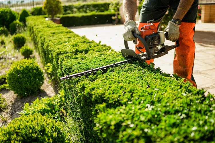 Lawnmax trimming garden hedge with powered hedge trimmer for professional garden maintenance