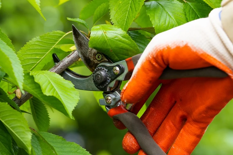 Close-up of Lawnmax wearing gloves pruning a leafy tree branch with pruning shears