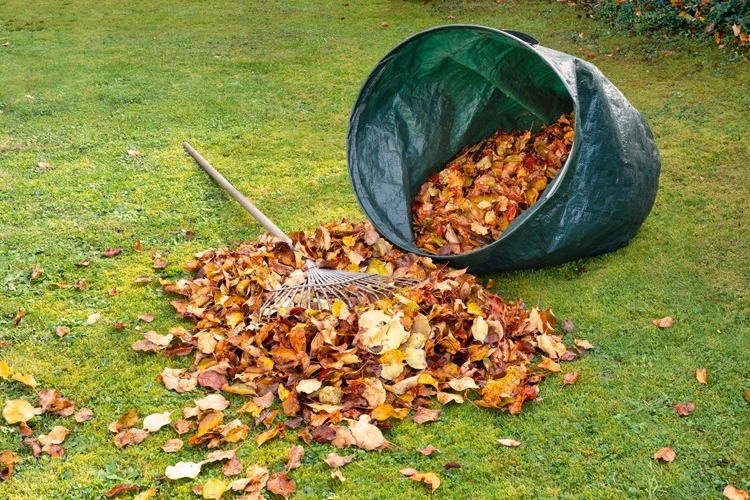 Rake and garden bag filled with fallen autumn leaves on a green lawn ready for removal