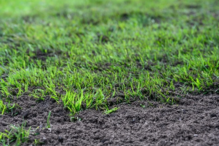 Close-up of fresh green grass sprouts growing from rich, dark soil in a newly seeded lawn