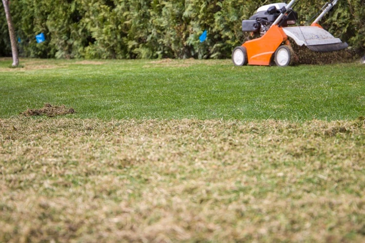 Lawn mower scarifying dry grass and moss out of healthy green lawn during garden maintenance.