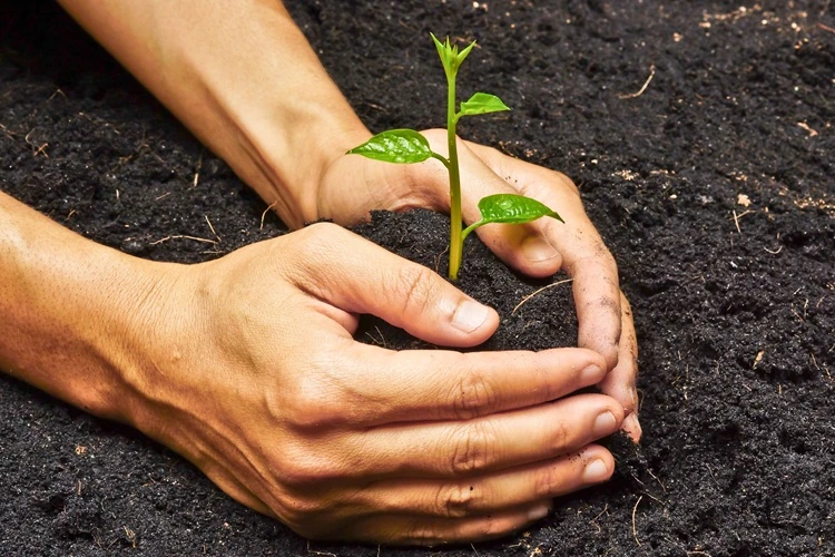 Hands gently planting a young green seedling into rich dark soil for garden growth.