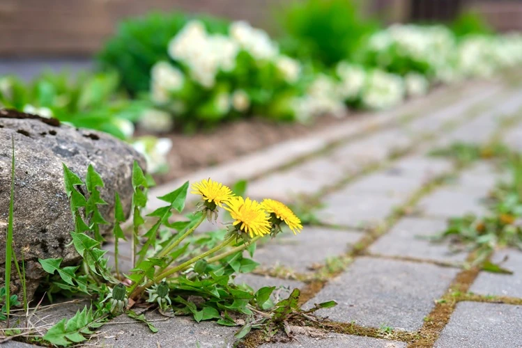 Dandelion weeds growing between paved garden pathway stones.