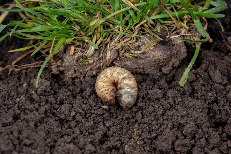Close-up of a garden grub worm found in soil beneath turf grass causing lawn damage.